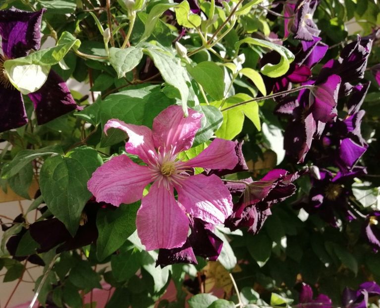  - 2020 clematite