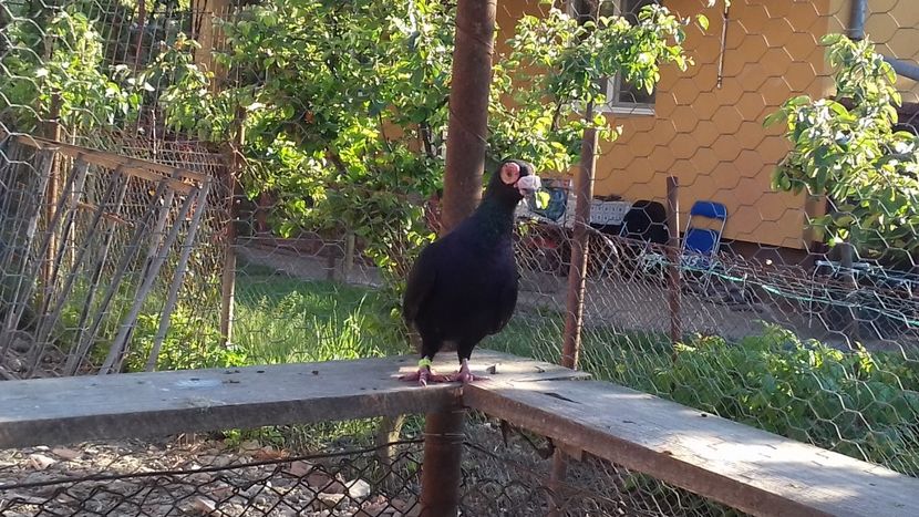 Femela 2017 - Lot 2020