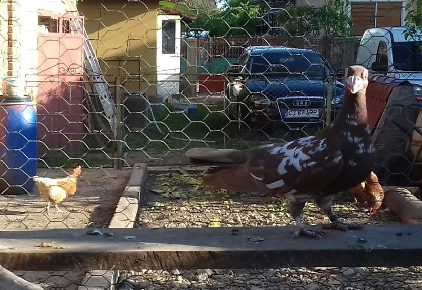 Femela2019 - Lot 2020