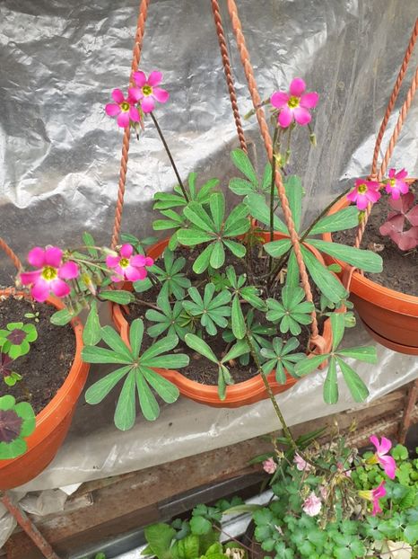  - Oxalis 2020