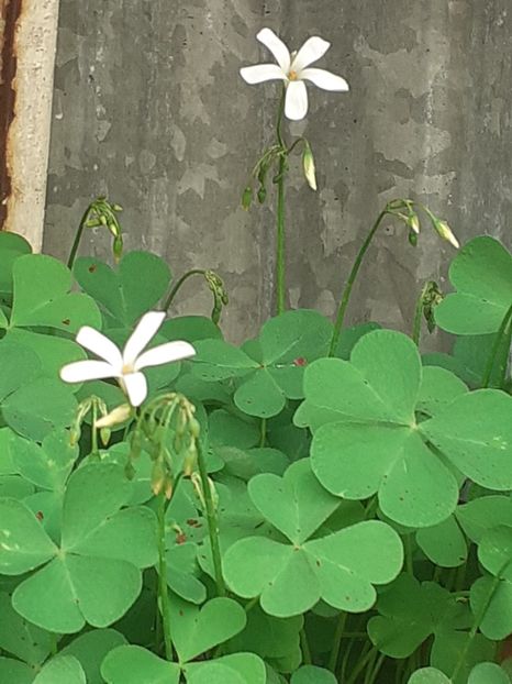 - Oxalis 2020