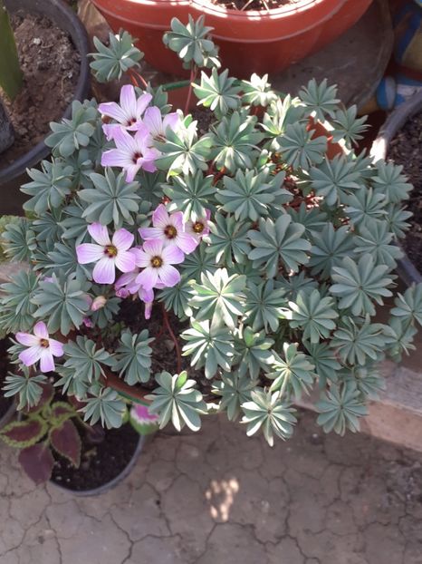  - Oxalis 2020