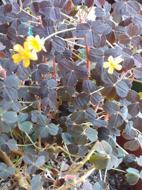  - Oxalis 2020
