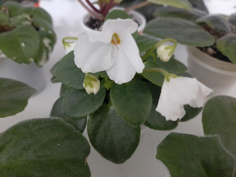  - Alan s White Feather