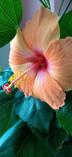  - Hibiscus 2015-2024