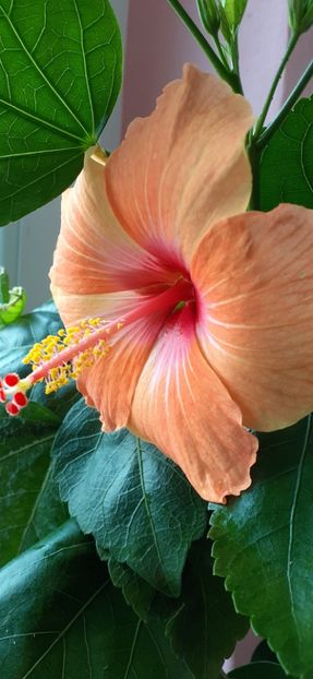  - Hibiscus 2015-2024
