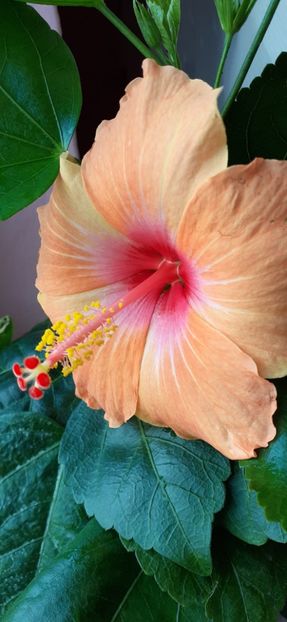  - Hibiscus 2015-2024
