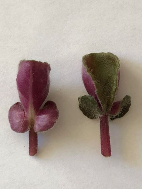 Spoon,Bustle foliage(Frunza in forma de lingura,și răsucită pe spate) - Wesley-s Bubblegum Cloud