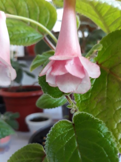 Amanda Penny & Playful Porpose - Sinningia 2020