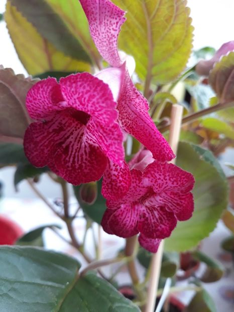 Isa's Georgeous - Sinningia 2020