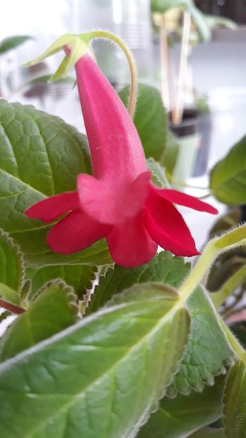 Prudence risley - Sinningia 2020