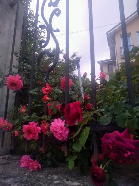 christopher marlowe si MW - Trandafiri 2020