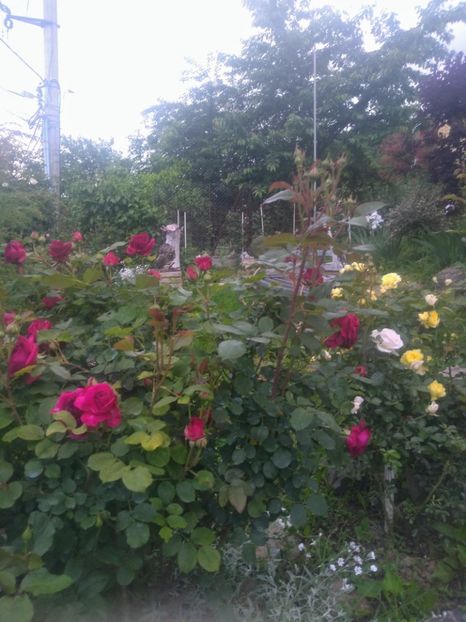 munstead wood - Trandafiri 2020