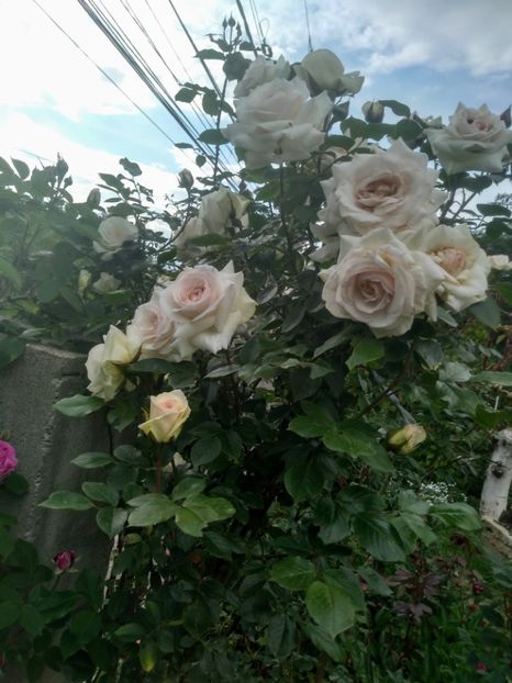 swan lake - Trandafiri 2020