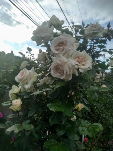 swan lake - Trandafiri 2020