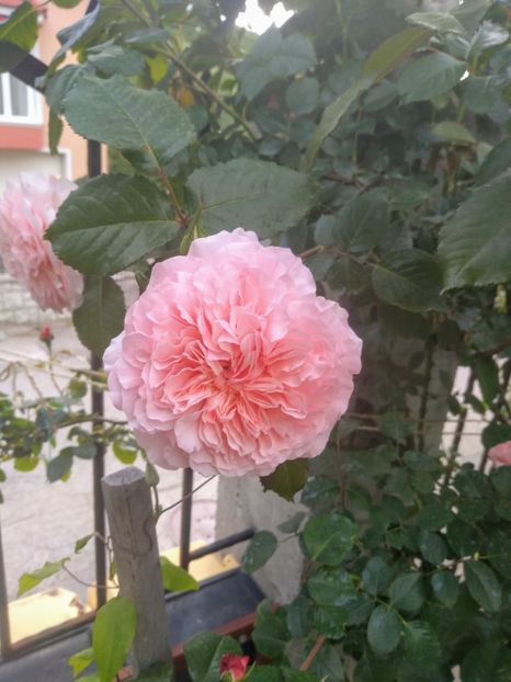 rose de tolbiac - Trandafiri 2020