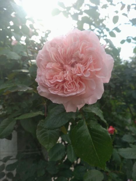 rose de tolbiac - Trandafiri 2020