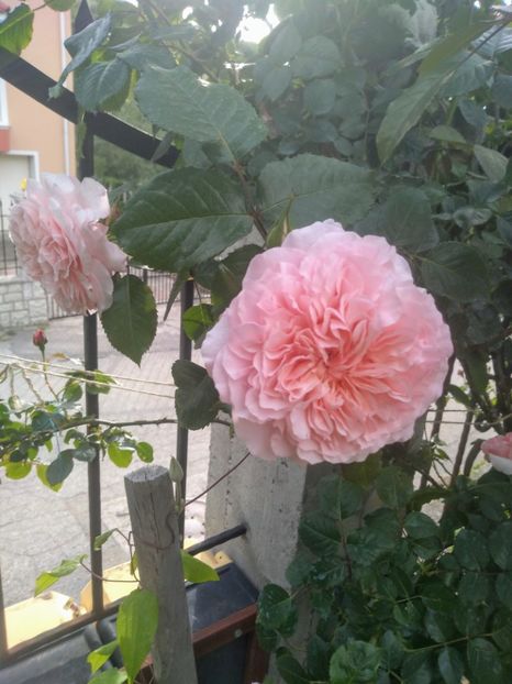 rose de tolbiac - Trandafiri 2020