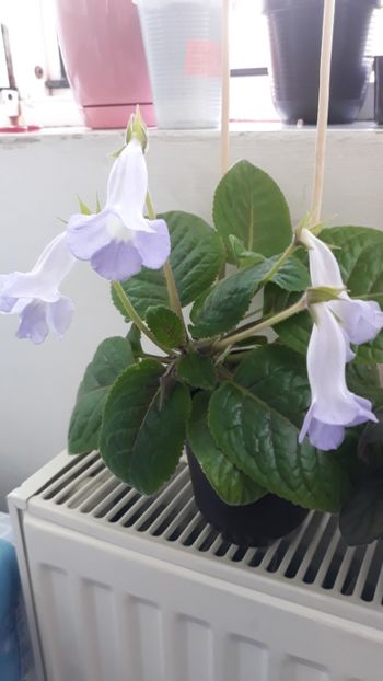 Blue Ciel - Sinningia 2020