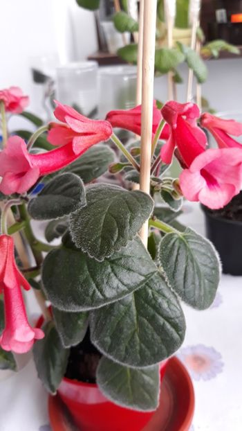 Gabriel's horn - Sinningia 2020