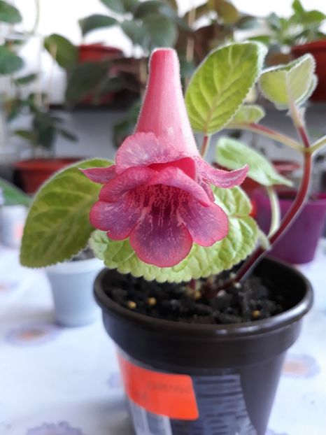 MG'S Paintend Orange - Sinningia 2020