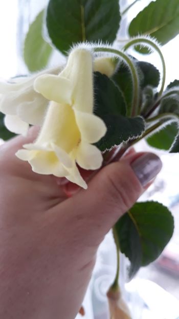 An's Nix - Sinningia 2020