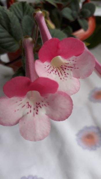 Yulia Stone's - Sinningia 2020