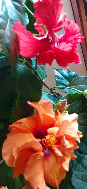  - Hibiscus 2015-2024