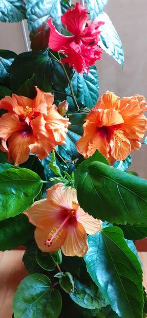  - Hibiscus 2015-2024