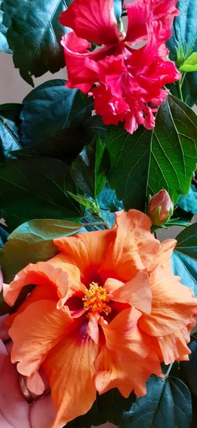  - Hibiscus 2015-2024
