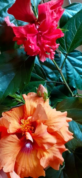  - Hibiscus 2015-2024