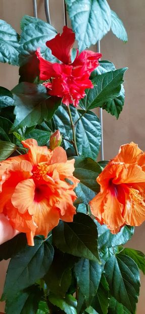  - Hibiscus 2015-2024