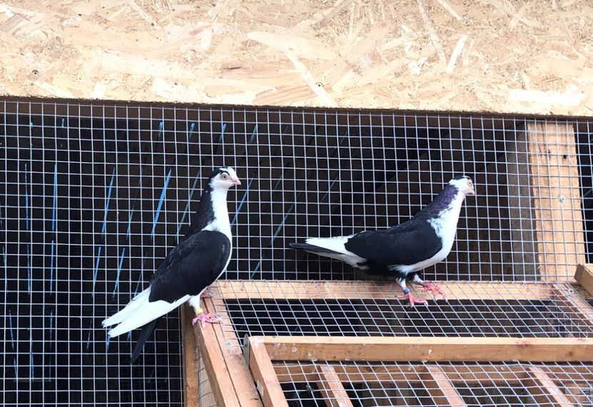  - 00000001 pe afară