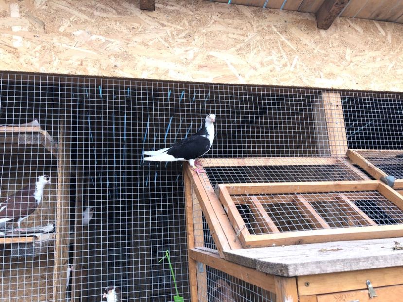  - 00000001 pe afară