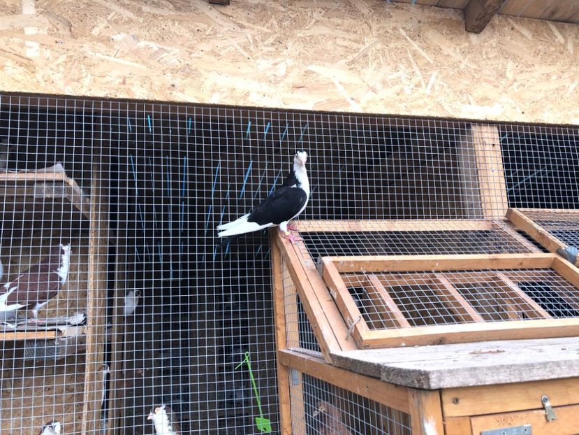  - 00000001 pe afară