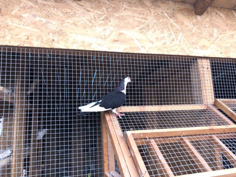  - 00000001 pe afară