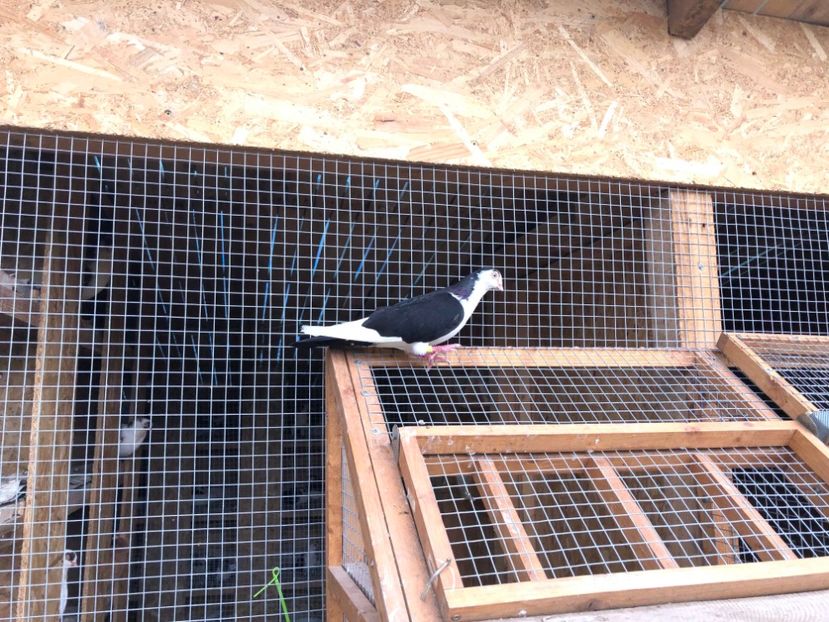  - 00000001 pe afară