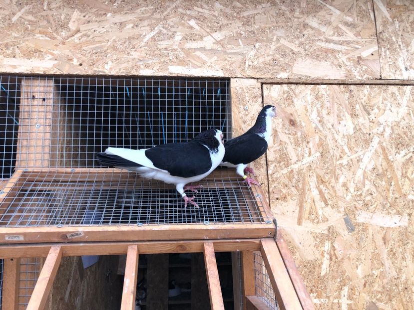  - 00000001 pe afară