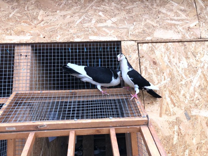  - 00000001 pe afară