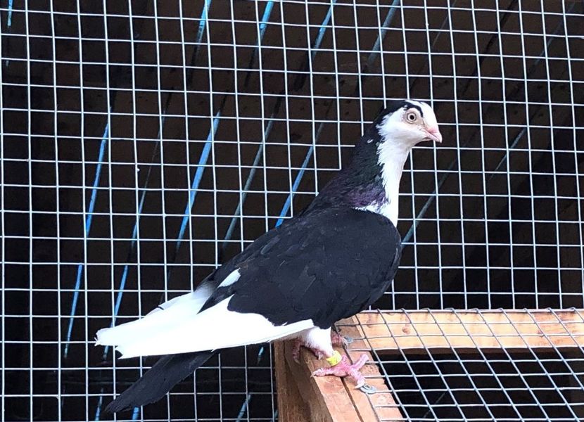  - 00000001 pe afară