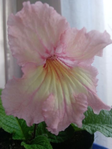 29 mai - Streptocarpusi 2020