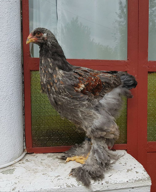 96406027_3210608565629593_1210608541799284736_o - a__Pui si tineret brahma 2020