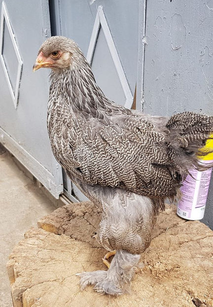 97291513_3233235116700271_5786285223704526848_o - a__Pui si tineret brahma 2020