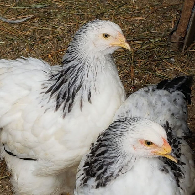 97307219_3249091308447985_3657839933072080896_o - a__Pui si tineret brahma 2020