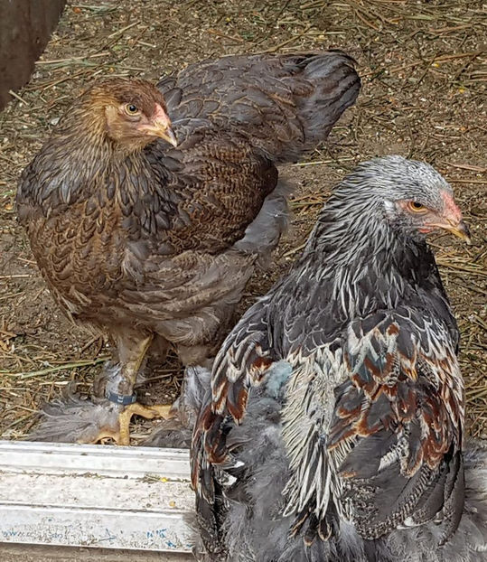 97899798_3251544431536006_4943040657959682048_o - a__Pui si tineret brahma 2020