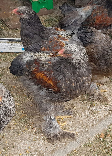 98285802_3261066367250479_6070176518951141376_o - a__Pui si tineret brahma 2020