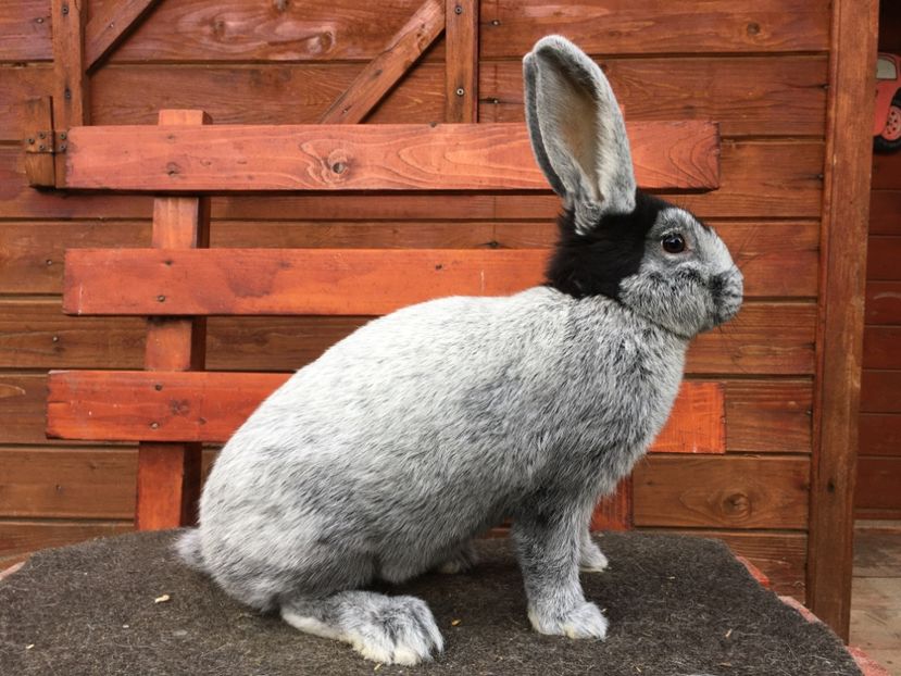 0EB11112-5949-4E2B-9F7B-9C8C4CDD63A8 - New generation 2020