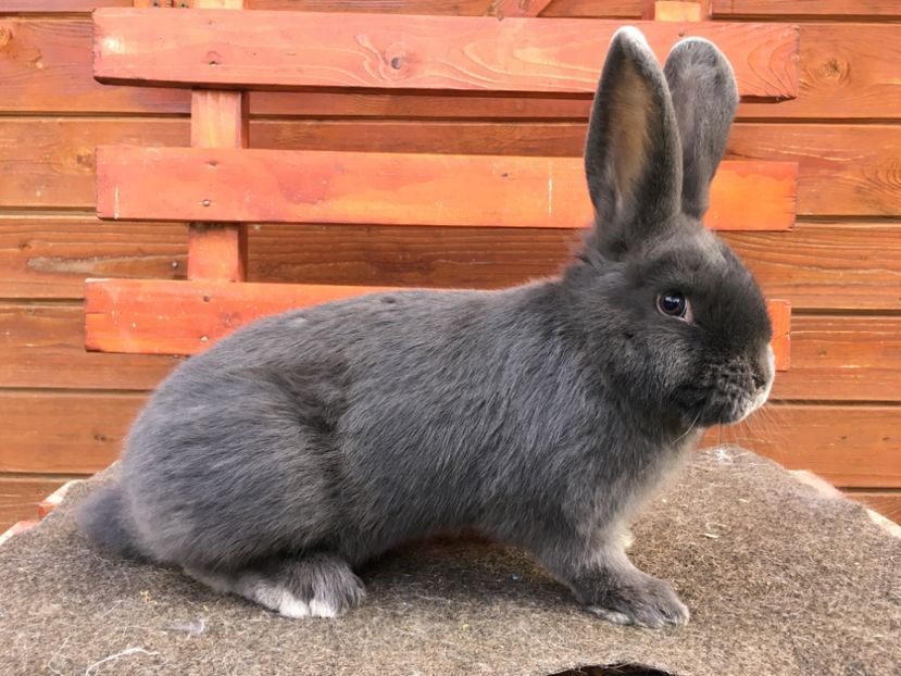 3CB253E9-E5EC-4D41-BBD8-4E2FF82BE500 - New generation 2020