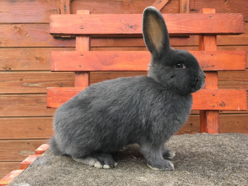 ED9F911F-CE57-40DB-8D54-DF35D834E101 - New generation 2020