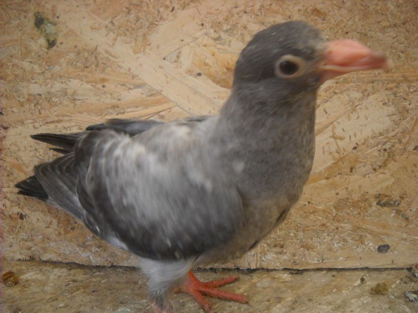  - UNDEVA IN SUCEAVA arhiva